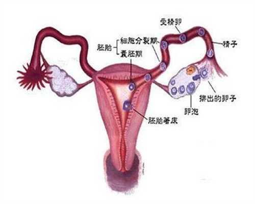 广州供精又供卵的国家_如何找供卵试管妇女_广州试管代孕检查项目清单