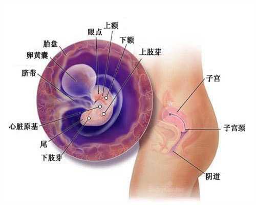 广州先天性卵巢早衰能活多久,广州专业供卵试管公司电话,急找代生女